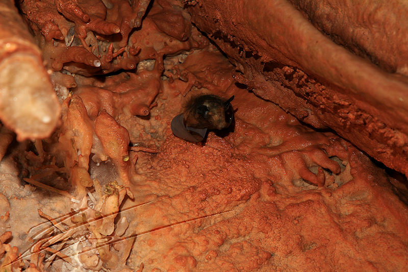 la fage turenne brive grotte gouffre spéléologie chauve souris